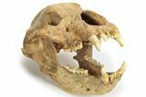 Fossil Cave Bear (Ursus Spelaeus) Skull - Romania #227515-1